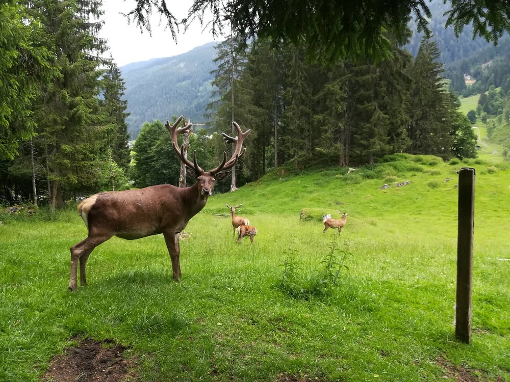 Jelen v Untertauern (fotila Kačenka Křístková)